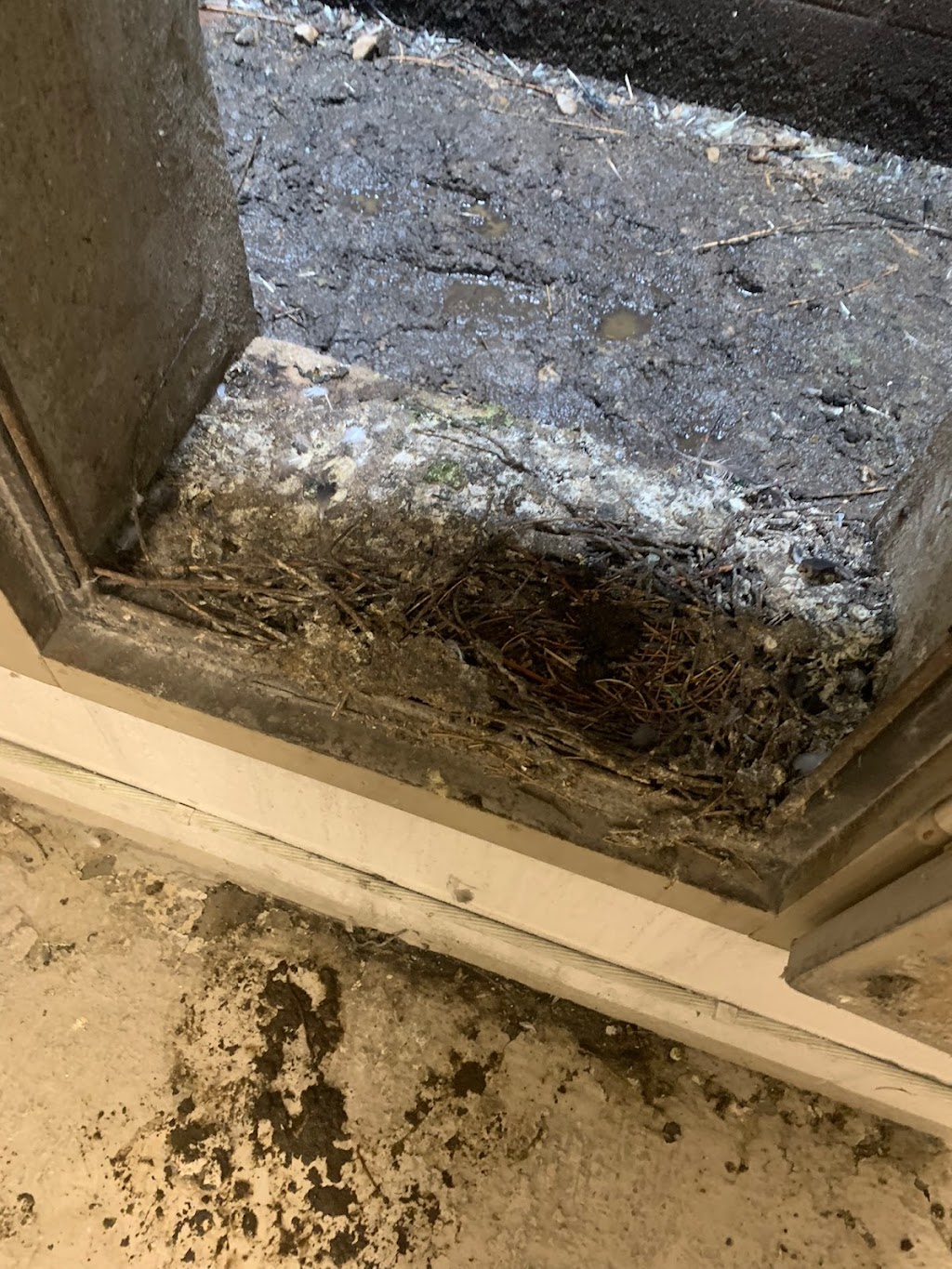 Zolo Pest Control Inc | 70 Cotton St, Bowmanville, ON L1C 5H2, Canada | Phone: (905) 244-1214
