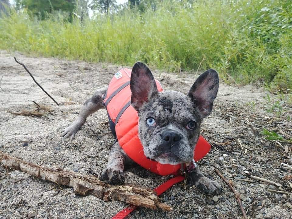 Elite Frenchies | 140 Sagewood Blvd SW #202, Airdrie, AB T4B 3H5, Canada | Phone: (902) 471-2321