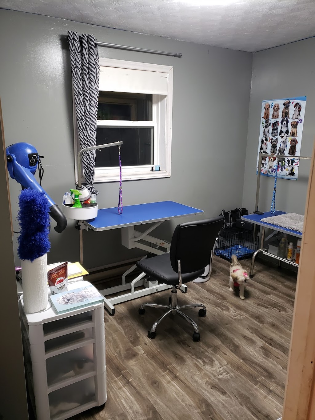Bouctouche Dog and Cat Grooming | 249 Irving Blvd, Bouctouche, NB E4S 3K5, Canada | Phone: (506) 878-1418