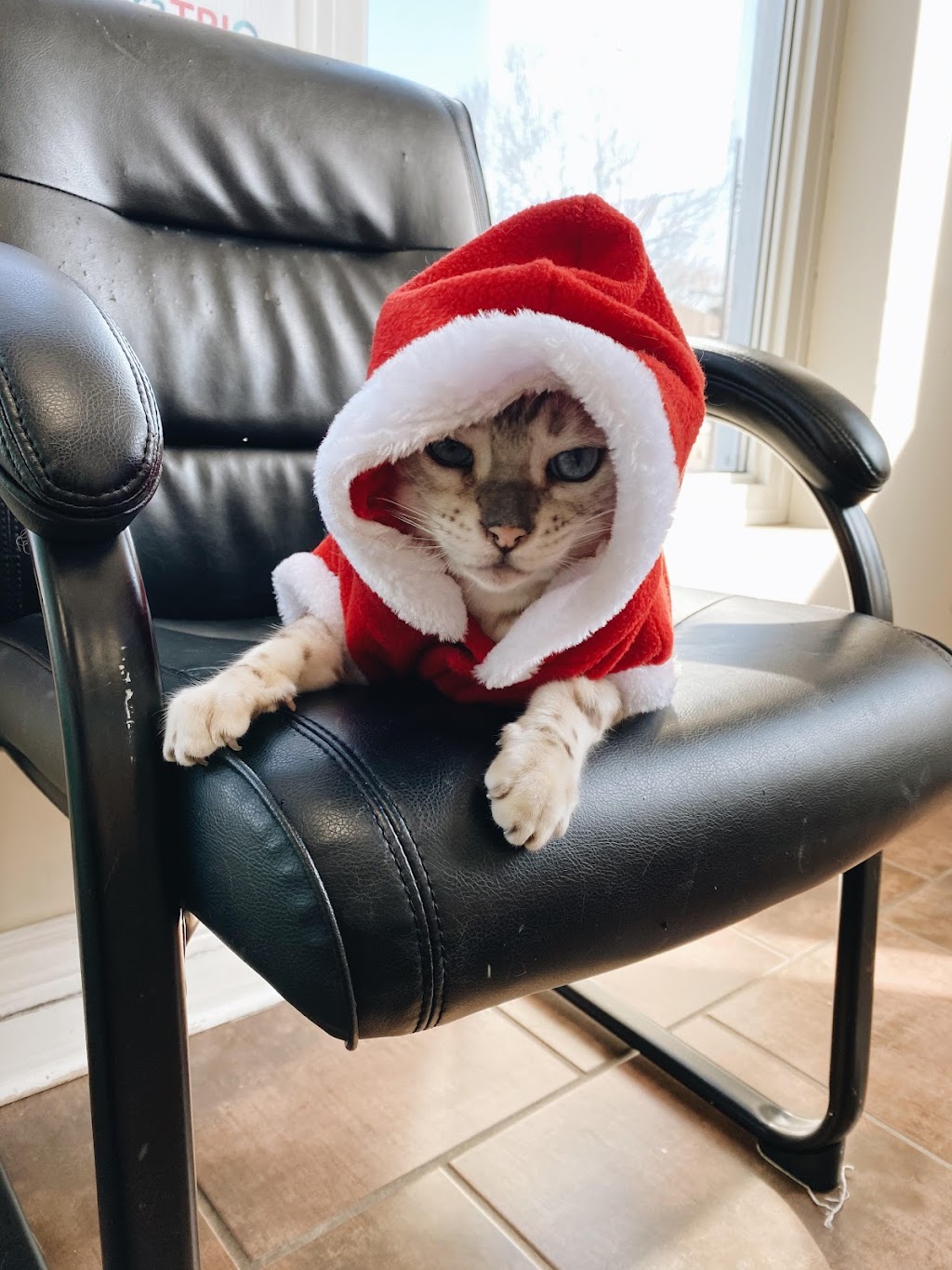 Ridgeway Animal Hospital | 257 Ridge Rd N, Ridgeway, ON L0S 1N0, Canada | Phone: (905) 894-6400