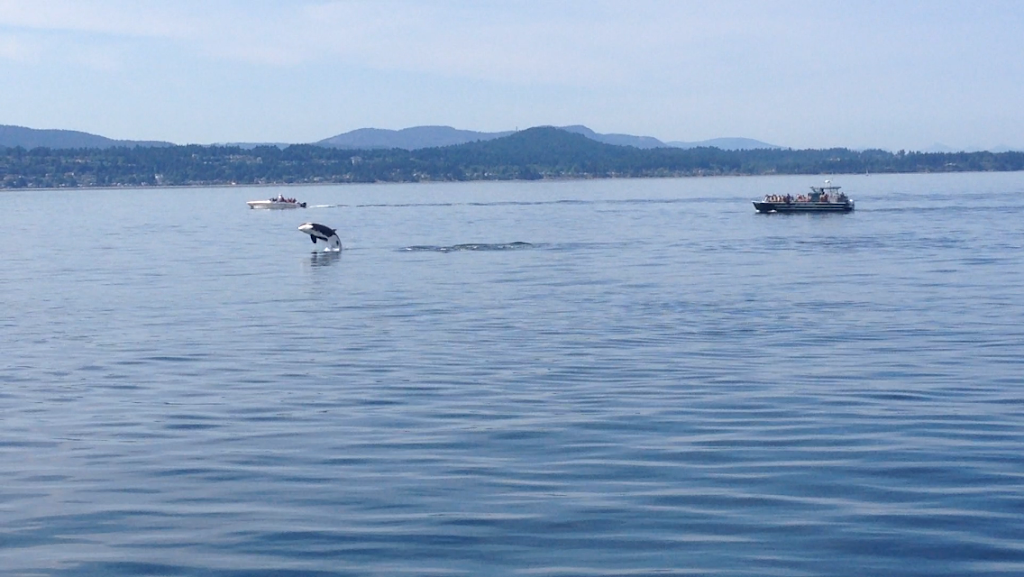 Orcas Island Eclipse Charters | 8368 Orcas Rd, Orcas, WA 98280, USA | Phone: (360) 376-6566
