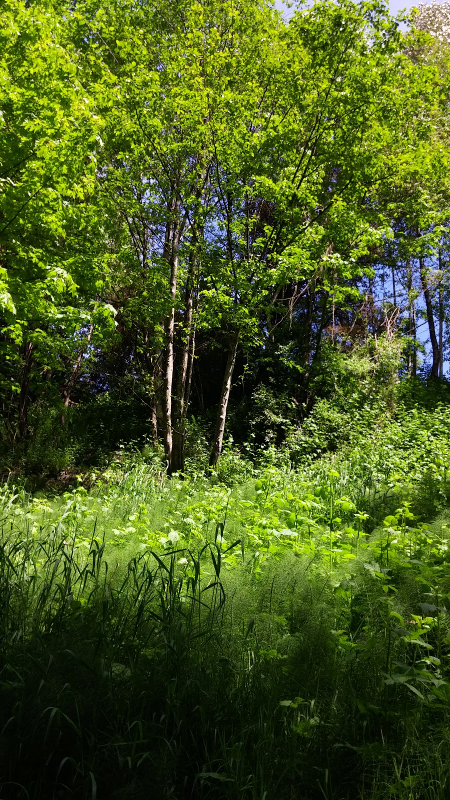Glenbrook Ravine Park | 76 Jamieson Ct, New Westminster, BC V3L 5M7, Canada | Phone: (604) 520-0876