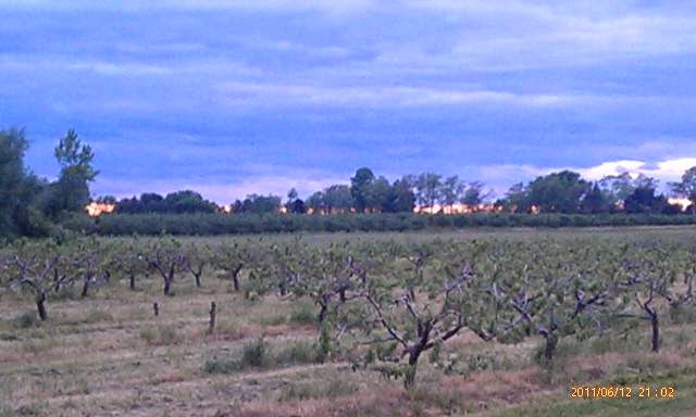 Black Willow Winery | 5565 W Lake Rd, Burt, NY 14028, USA | Phone: (716) 439-1982