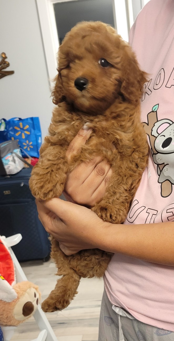 Cute Little Paws | 16 St Louis Rd, Winnipeg, MB R2M 3J5, Canada | Phone: (403) 918-8461