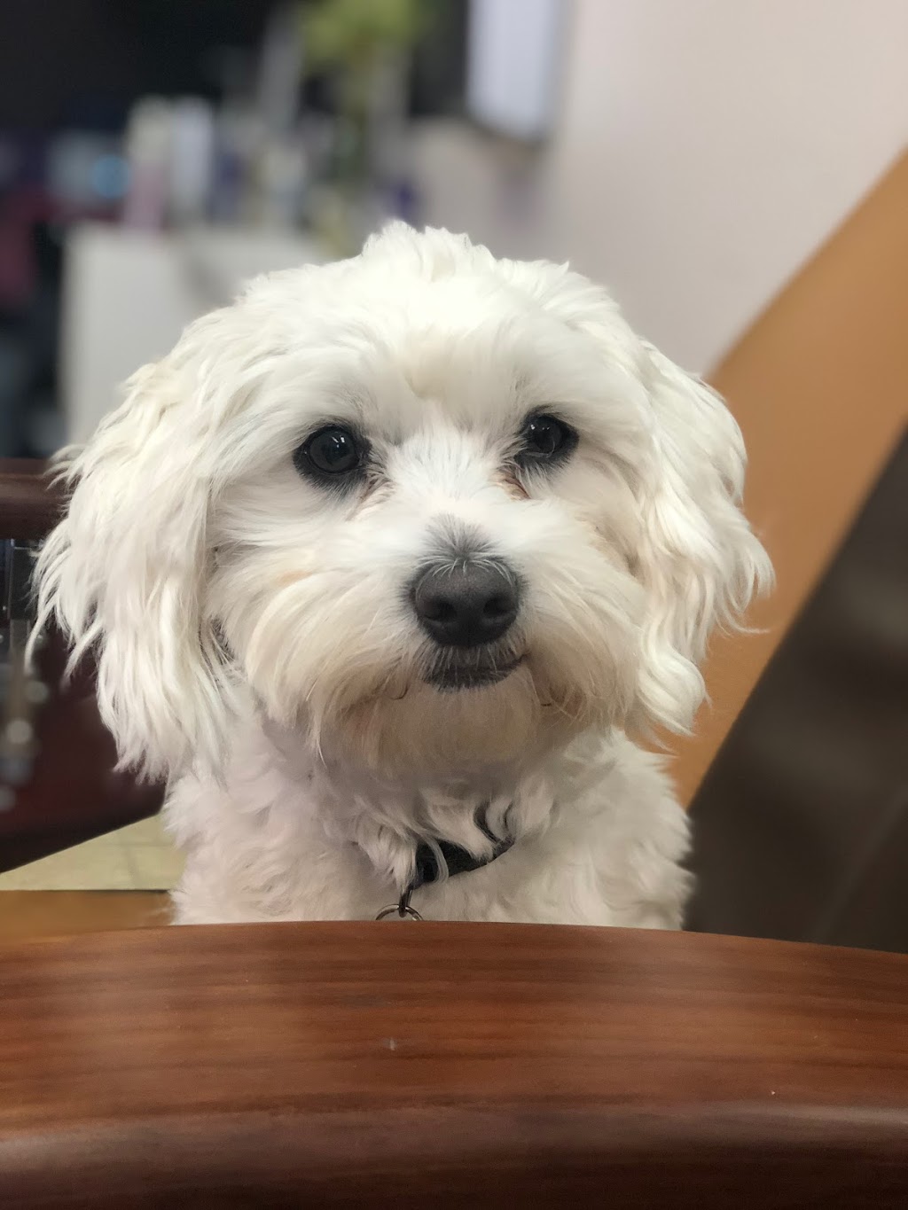 Cedar Hills Pet Supplies & Grooming | 12859 96 Ave, Surrey, BC V3V 6V9, Canada | Phone: (604) 583-9335