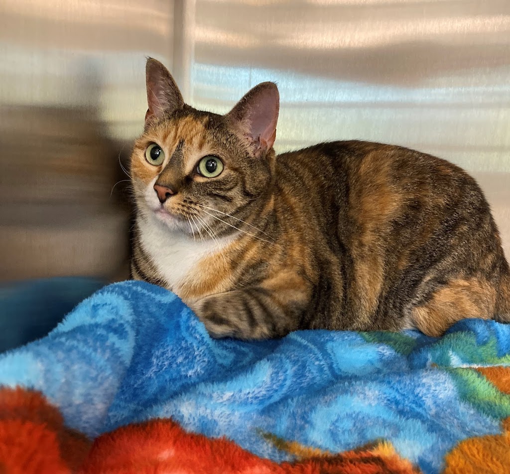 Hammonds Plains Veterinary Hospital | 2069 Hammonds Plains Rd Unit 3, Hammonds Plains, NS B4B 1P3, Canada | Phone: (902) 444-4784