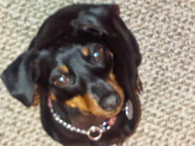 Nadines Personal Pet Care | 107 Glenhill Dr, Cochrane, AB T4C 1H2, Canada | Phone: (403) 617-9923