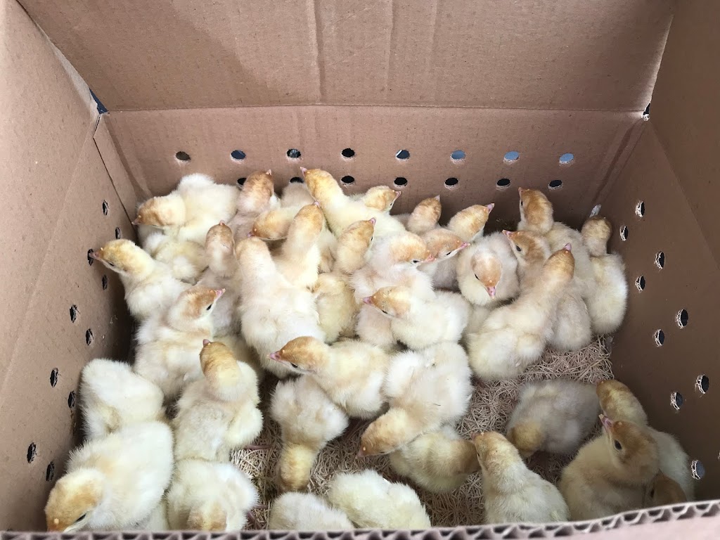 Thorpe Farms | 929 Simmons Rd, Odessa, ON K0H 2H0, Canada | Phone: (613) 539-3755