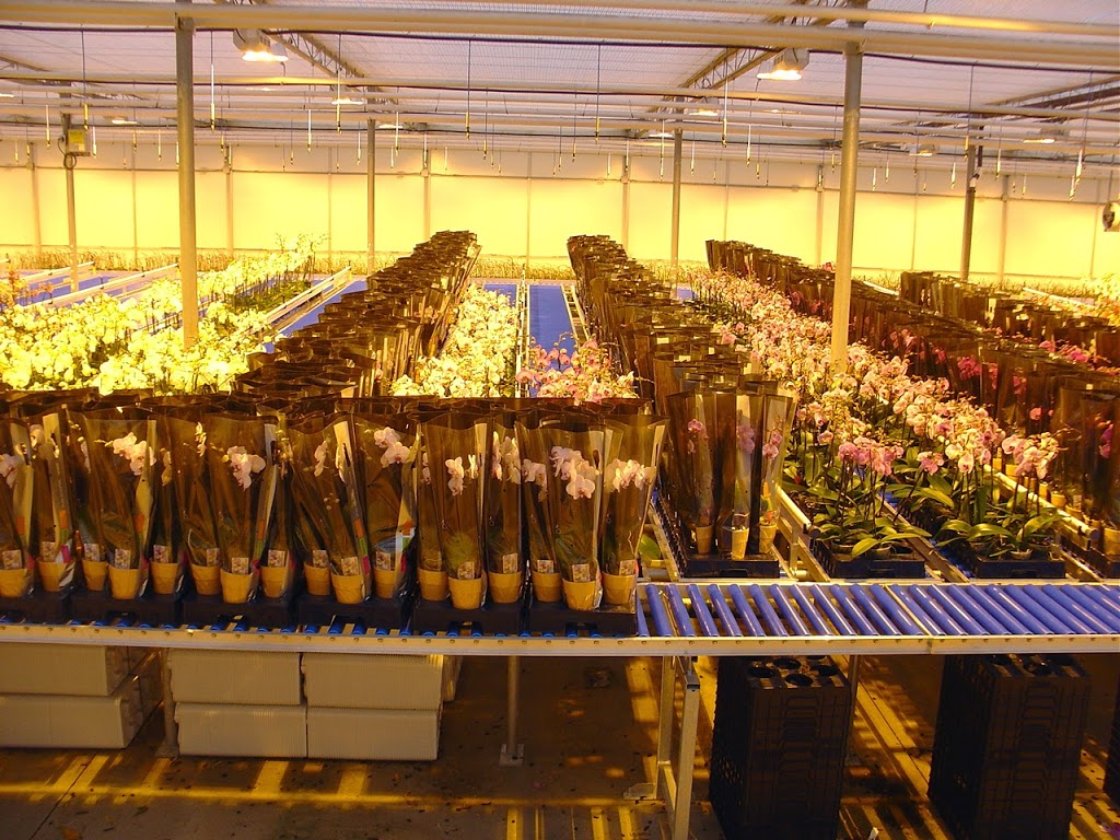 CosMic Plants Inc. | 4665 Bartlett Rd, Beamsville, ON L0R 1B1, Canada | Phone: (905) 562-9389
