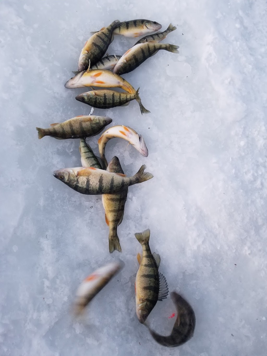 Summer Dream Ice Fishing Hut Rentals | 3020 Lakeside Dr, Severn, ON L3V 0V9, Canada | Phone: (705) 321-7349