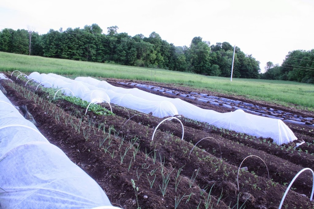 Long Road Ecological Farm | 3757 Road 38, Harrowsmith, ON K0H 1V0, Canada | Phone: (613) 305-0968