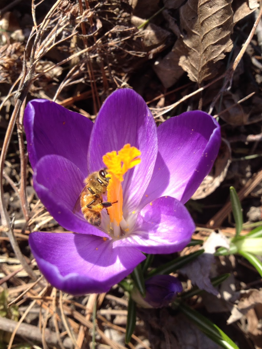 Humbervalley Honey | 255 Glasgow Rd, Bolton, ON L7E 2N4, Canada | Phone: (416) 708-0276