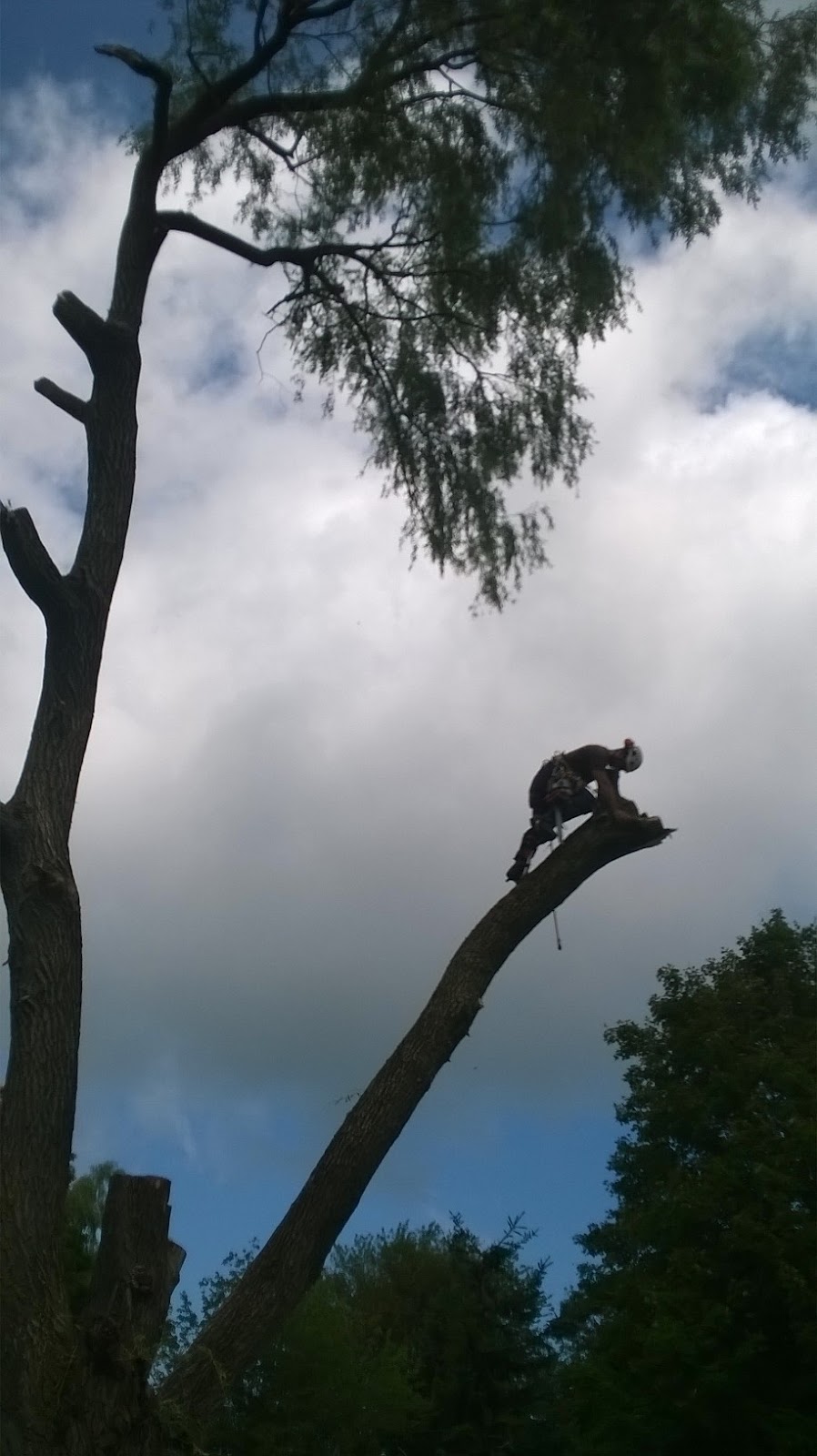 Ground to Crown Tree Services | 4537 Prospect Rd, Kentville, NS B4N 3V8, Canada | Phone: (902) 679-8733
