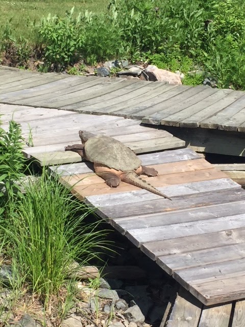 Pyes Landing Camp & RV Park | Trans-Canada Hwy, Clearwater Bay, ON P0X 1S0, Canada | Phone: (807) 789-5253