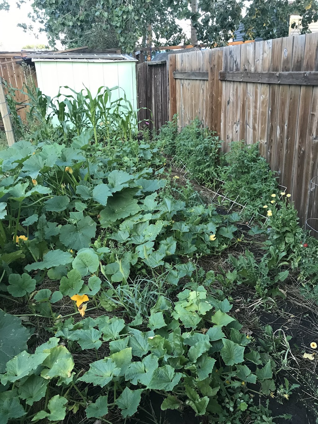 Sunny Briar Backyard | 846 Brentwood Crescent, Strathmore, AB T1P 1E5, Canada | Phone: (250) 921-5366