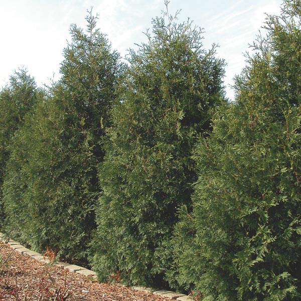 Niagara Tree Company | 4478 Lincoln Ave, Beamsville, ON L0R 1B3, Canada | Phone: (905) 401-9526