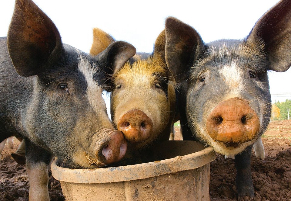 Sweet Earth Farm | 331 Spiddle Hill Rd, Tatamagouche, NS B0K 1V0, Canada | Phone: (902) 657-2308