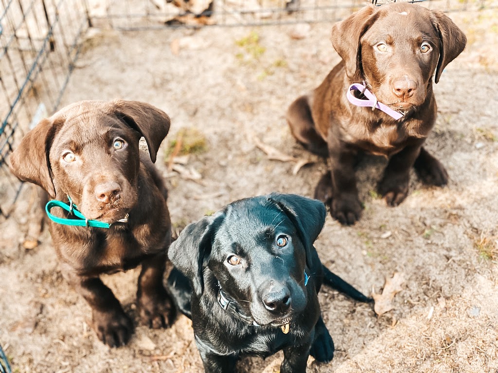 Grassroots K9 | 125795 Southgate Rd 12, Dundalk, ON N0C 1B0, Canada | Phone: (647) 687-2389