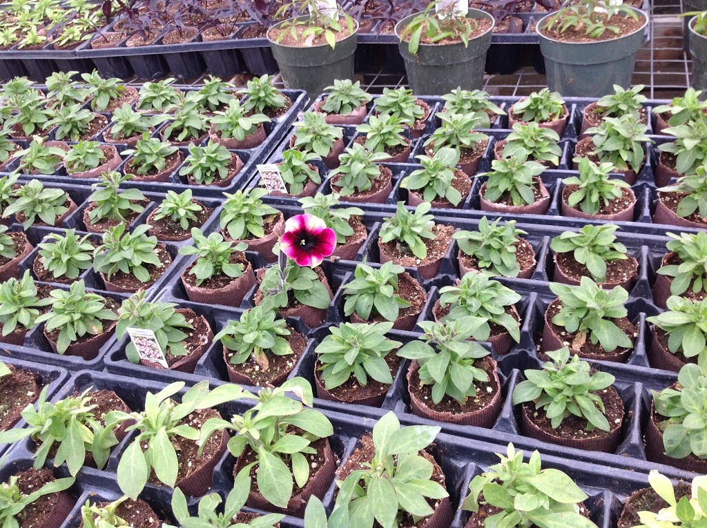 Country Road Greenhouses | 52043 Range Rd 231, Sherwood Park, AB T8B 1A2, Canada | Phone: (780) 467-5784