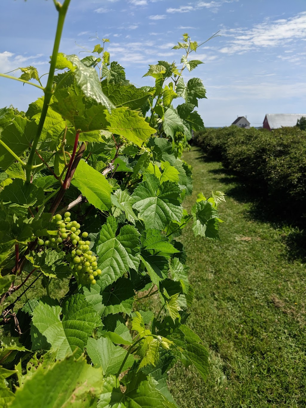 Chez les Maury Camping - Vignoble | 2021 NB-475, Saint-Édouard-de-Kent, NB E4S 4W2, Canada | Phone: (506) 743-5347