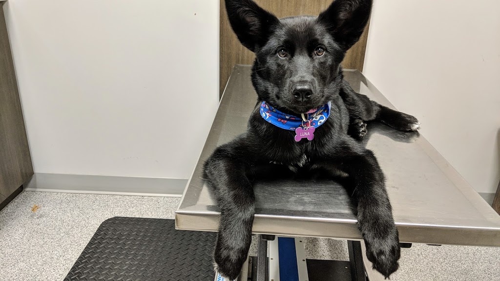 Clinique Veterinaire St-Rymnd | 734 Rue Saint Joseph, Saint-Raymond, QC G3L 1M5, Canada | Phone: (418) 337-8140