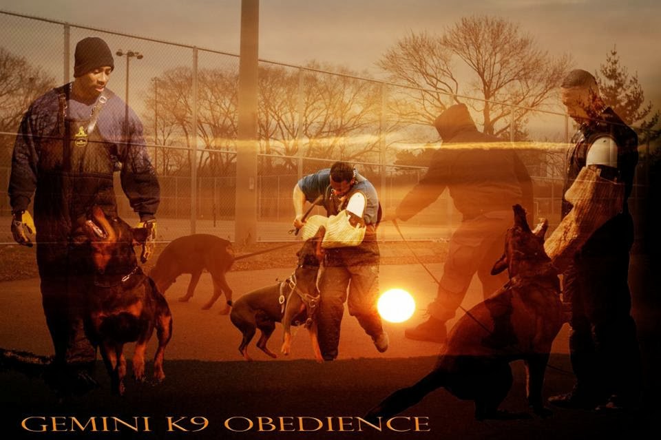 Gemini K9 Obedience | 643 McCowan Rd, Scarborough, ON M1J 1K2, Canada | Phone: (416) 297-1077