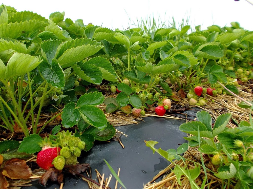 keyzers fruit farm | 3584 Bruce Road 1, Paisley, ON N0G 2N0, Canada | Phone: (519) 353-5211