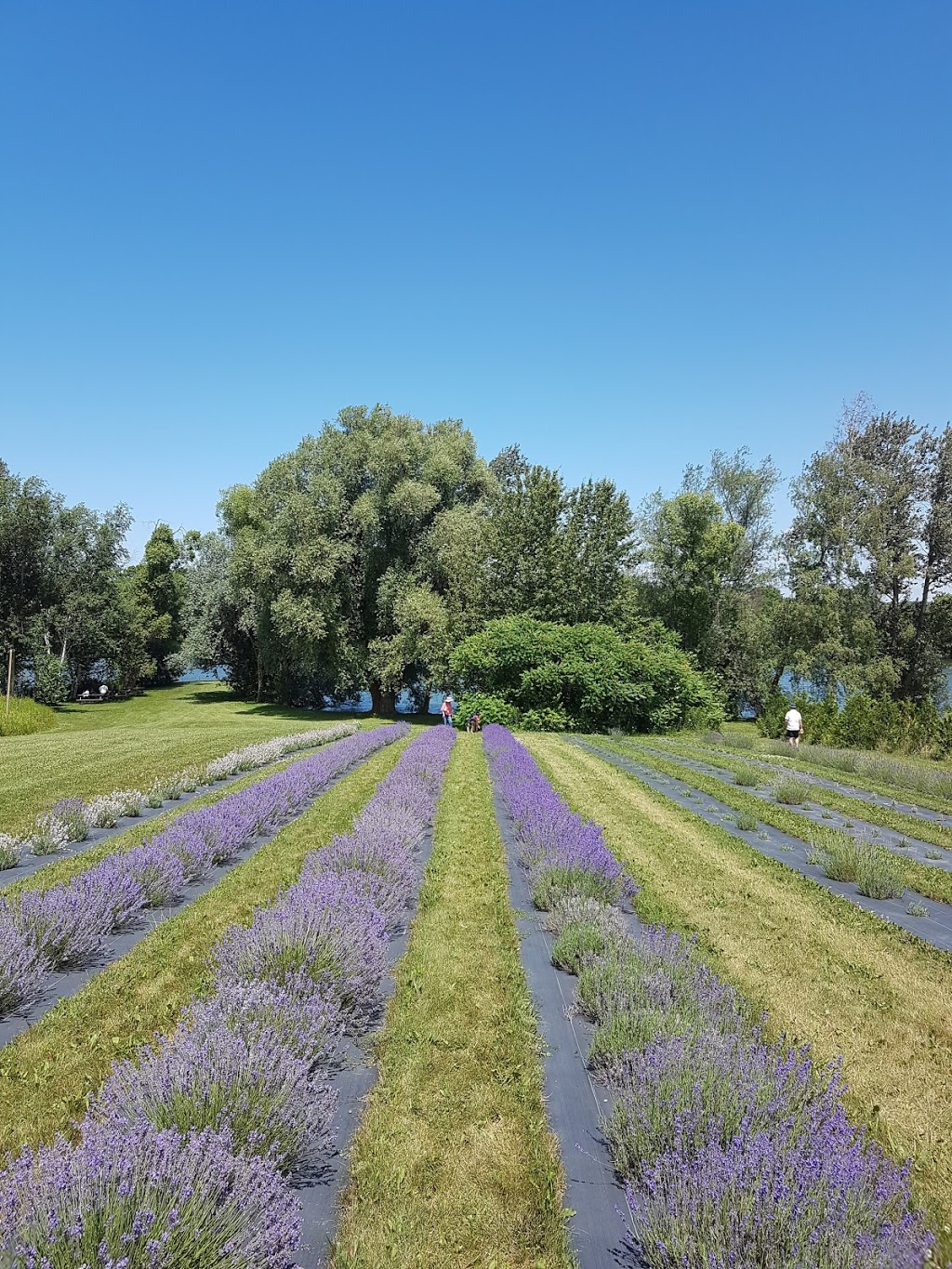 Christel Lake Lavender | 1381 Scugog Line 12, Greenbank, ON L0C 1B0, Canada | Phone: (905) 985-9060