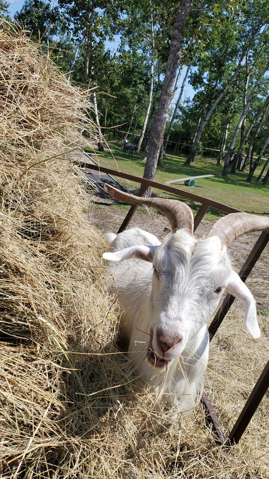 Kismet Creek Farm | 28134 Rd 35E, Steinbach, MB R5G 1M5, Canada | Phone: (204) 381-7766