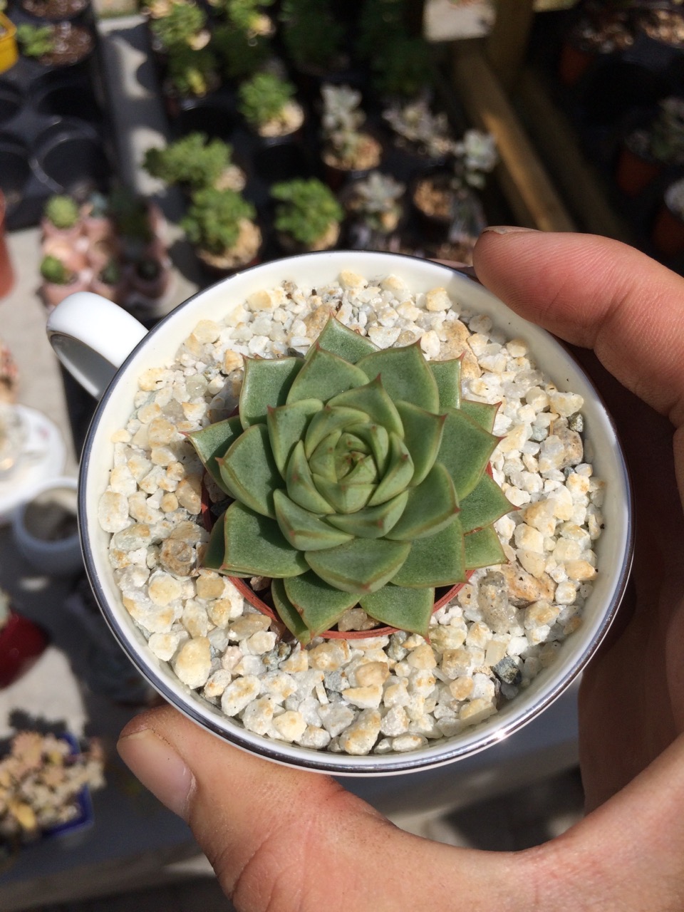 nVi Garden | 129 Byng Ave, North York, ON M2N 4K6, Canada | Phone: (647) 588-0604