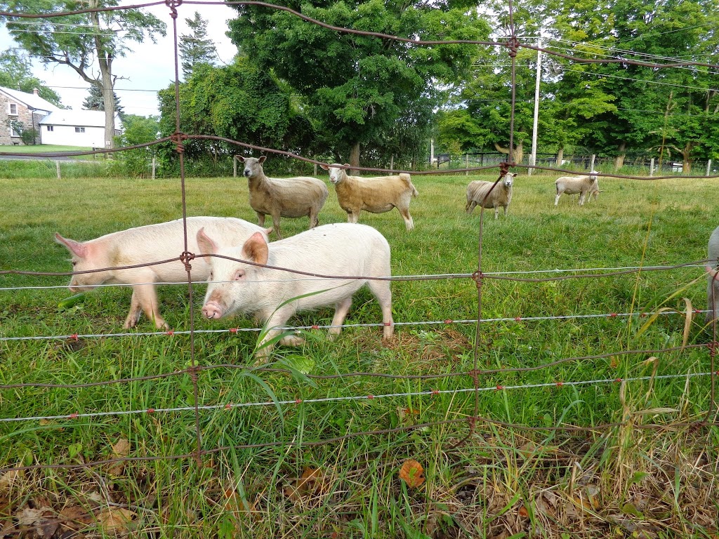 Frolic Acres Farm | 3669 Reid Rd, Newtonville, ON L0A 1J0, Canada | Phone: (905) 440-6031