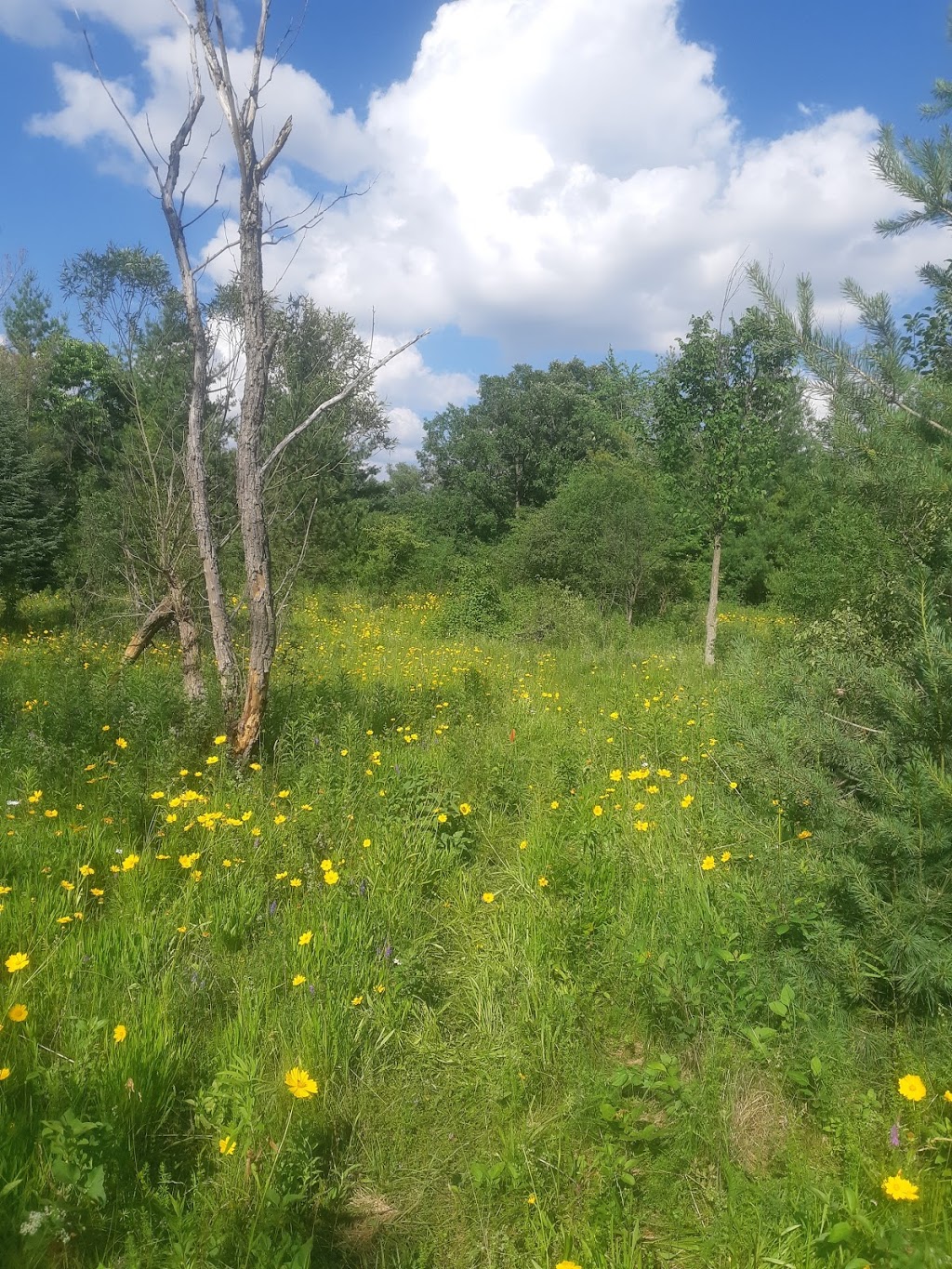 Scouts Canada - Grand River Area - Camp Mohawk | Carisbrook Dr, Kitchener, ON N2K, Canada, Canada | Phone: (519) 742-8325