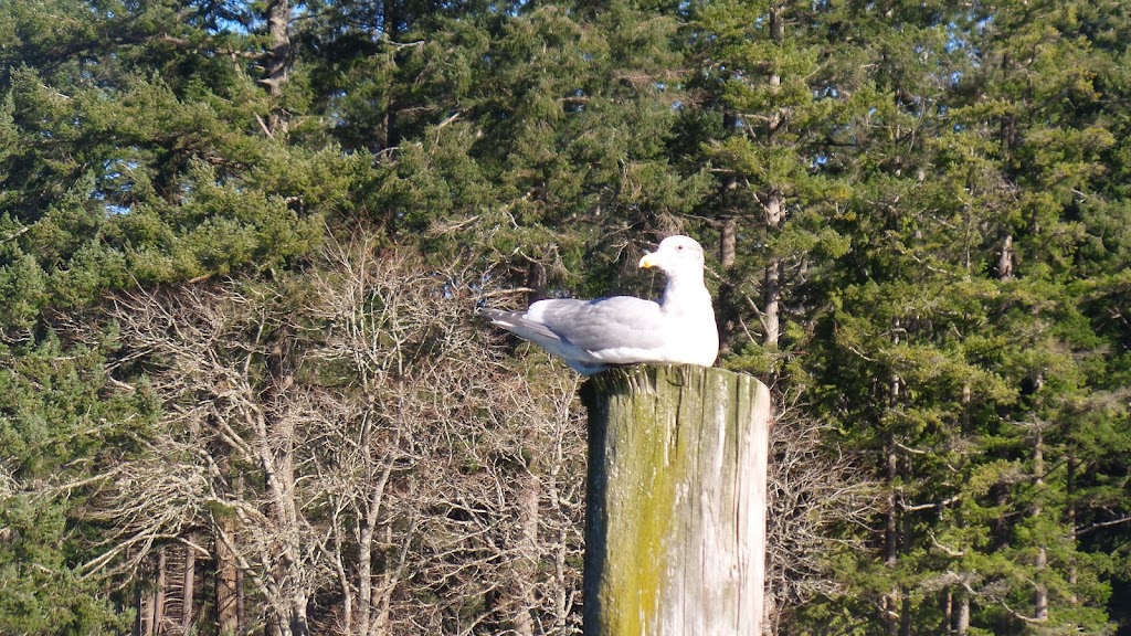 Salt Spring Marina | 124 Upper Ganges Rd, Salt Spring Island, BC V8K 2S2, Canada | Phone: (250) 537-5810