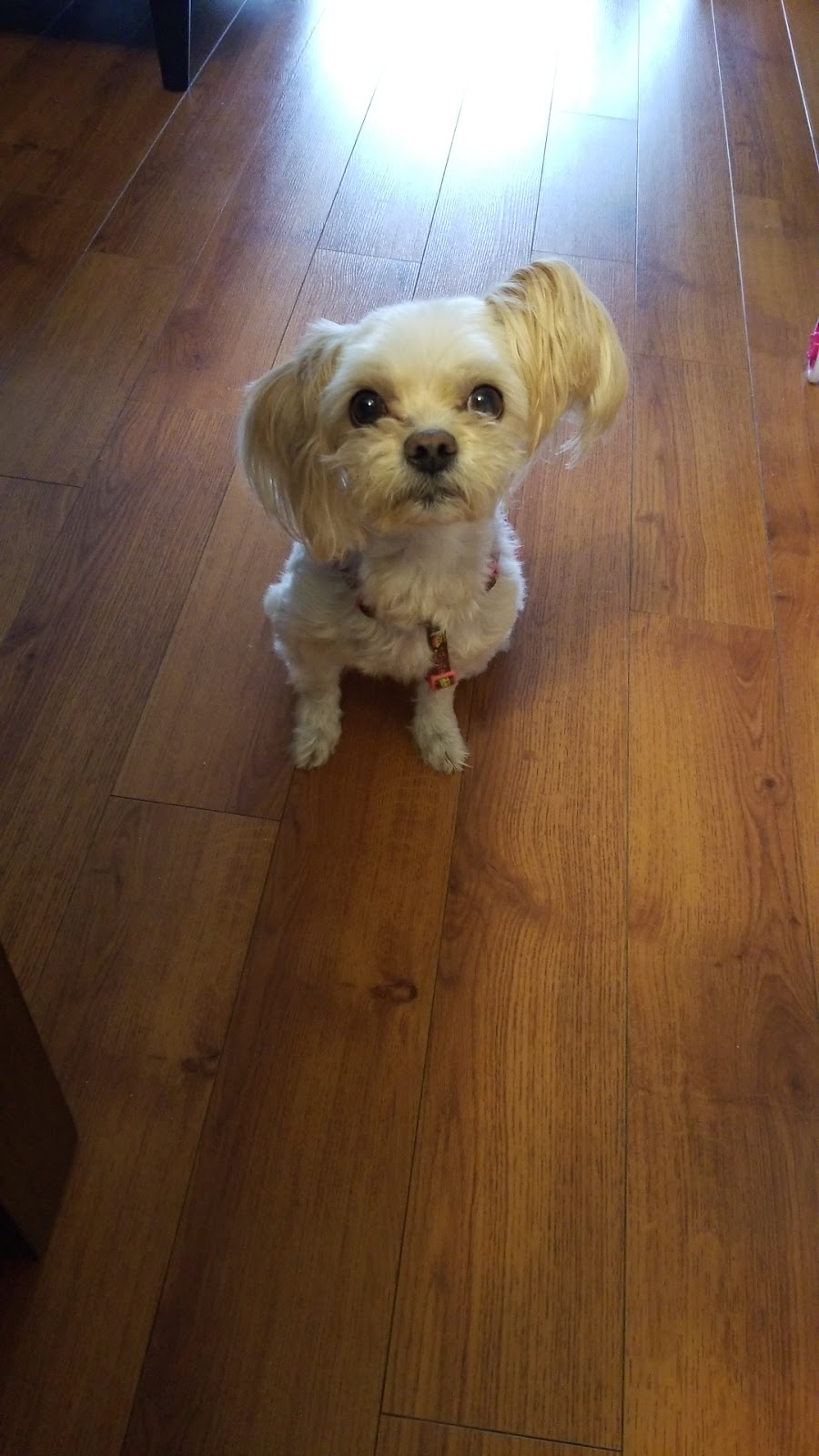 Pet Valu | 1920 Dundas St, London, ON N5Y 3P1, Canada | Phone: (519) 455-9930