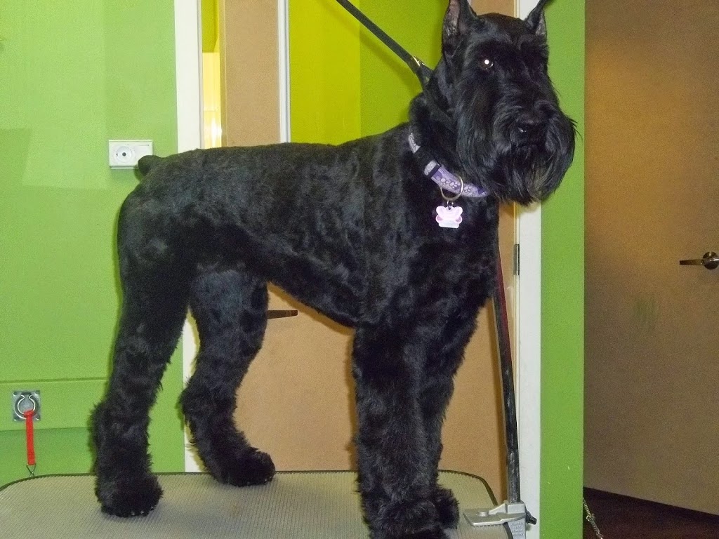 Pawsitively Purrfect Pet Spa | 755 Lake Bonavista Dr SE, Calgary, AB T2J 0N3, Canada | Phone: (403) 258-3322