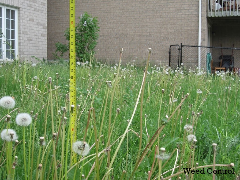 LawnSavers Plant Health Care Inc. | 160 Cidermill Ave Unit 14, Concord, ON L4K 4K5, Canada | Phone: (905) 707-9994