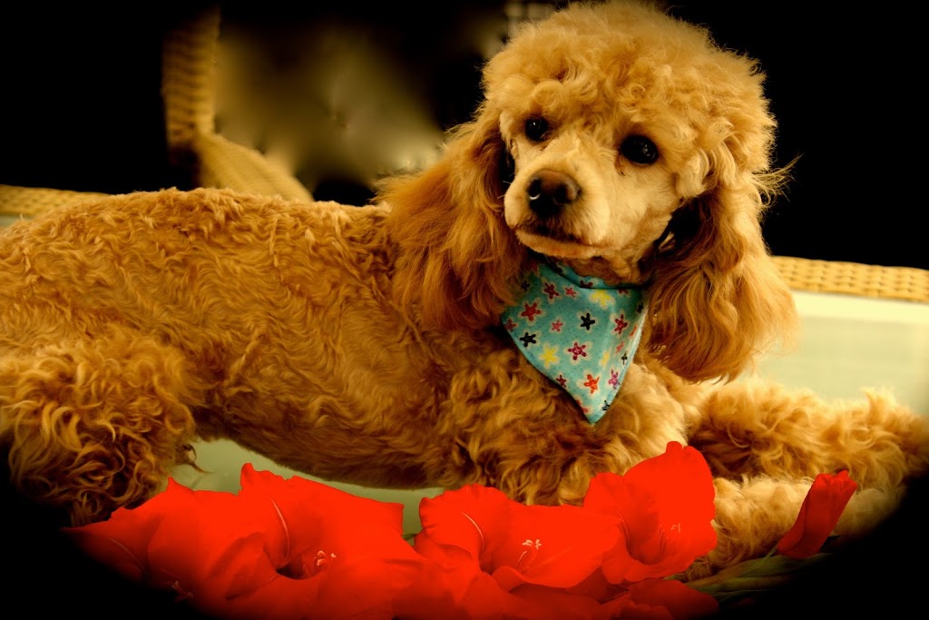 Elevage Harahel Goldendoodle | 292 Route 122, Saint-Guillaume, QC J0C 1L0, Canada | Phone: (819) 473-1972