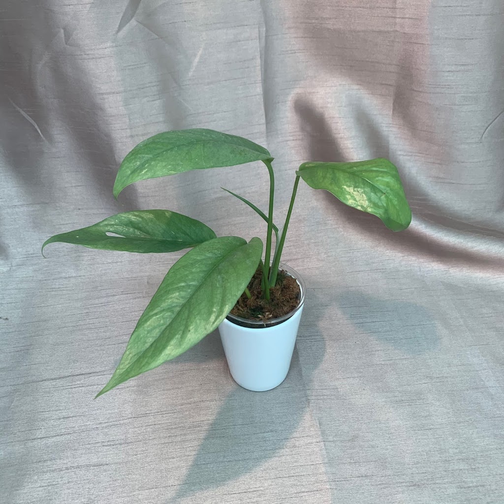 Tropical xay | 6320 187 St, Surrey, BC V3S 7W2, Canada | Phone: (780) 908-0626