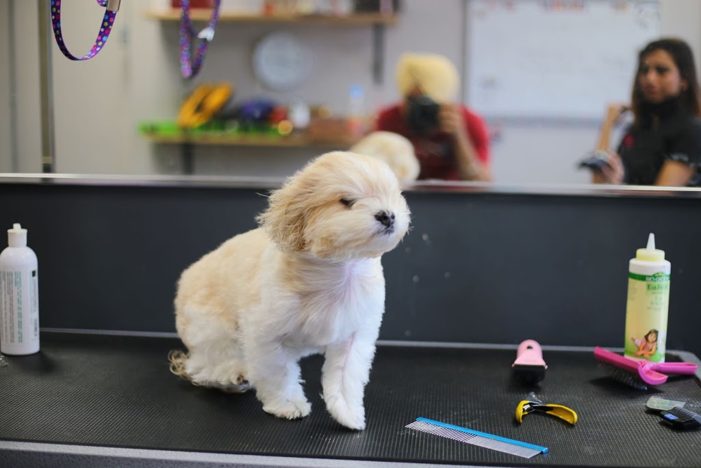 Dog Groomers Inc. | 296 Lakeshore Rd W, Mississauga, ON L5H 1G6, Canada | Phone: (905) 990-3644
