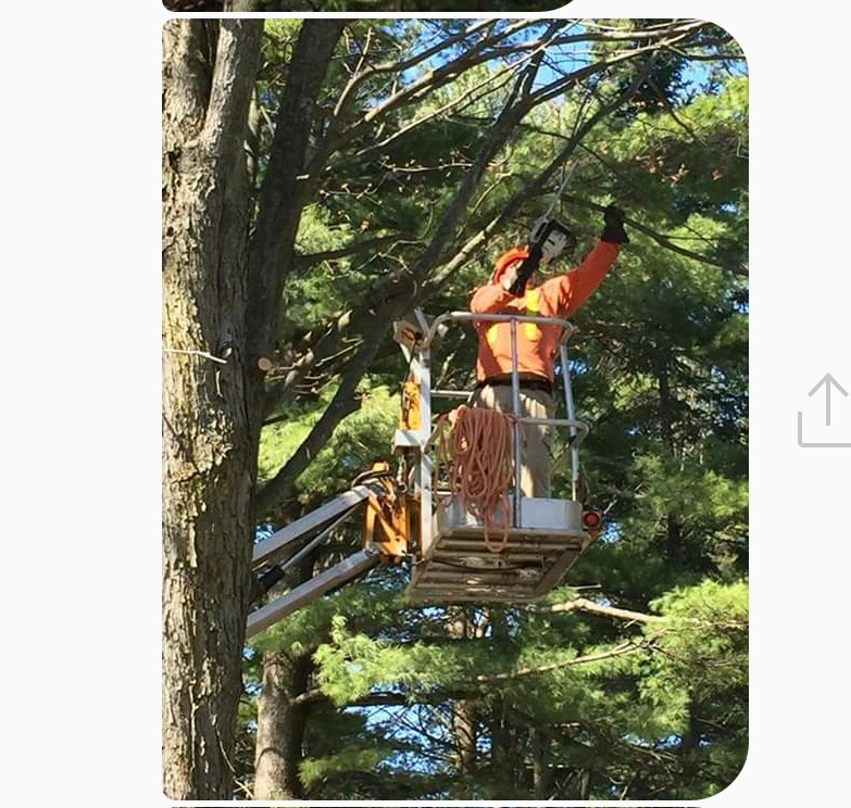 Nicholls Tree and Lawn Service Inc | 6109 Heritage Park Crescent, Orléans, ON K1C 7G8, Canada | Phone: (613) 882-3873