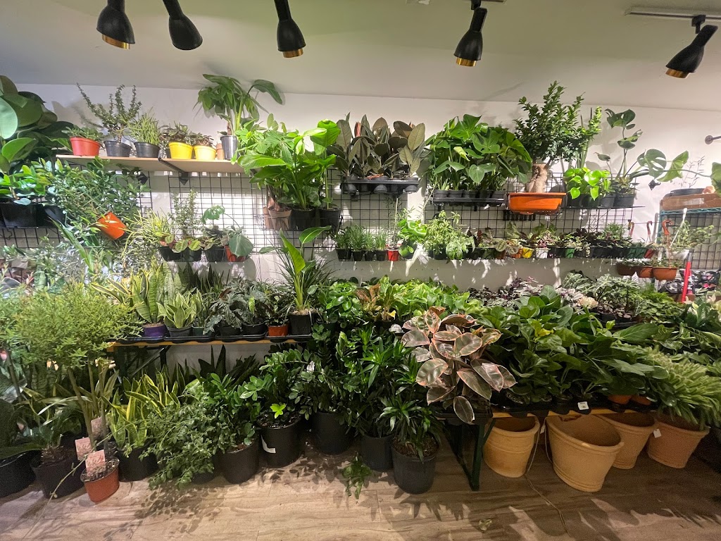 Promise Supply Plants at stackt | 28 Bathurst St, Toronto, ON M5V 0C6, Canada | Phone: (647) 957-8291