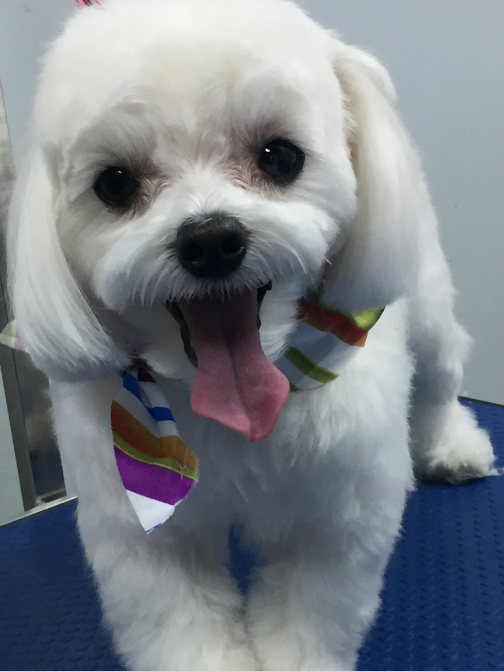 Salon Bark | 458 Marion Ave, Oshawa, ON L1J 3B6, Canada | Phone: (905) 655-5536
