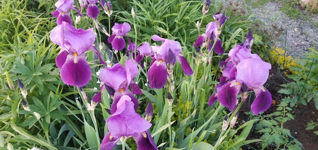 Jardins communautaires parc Adrien-D.-Archambault | 1001 Boulevard de la Forêt, Verdun, QC H3E 1X9, Canada | Phone: (514) 765-7270