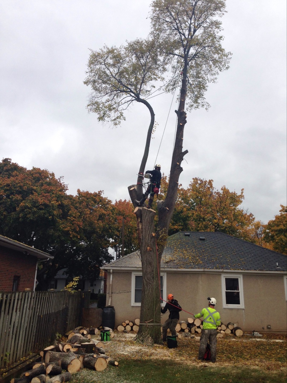 Arborwood Tree Service Inc. | 7838 Twenty Rd, Smithville, ON L0R 2A0, Canada | Phone: (905) 957-5663