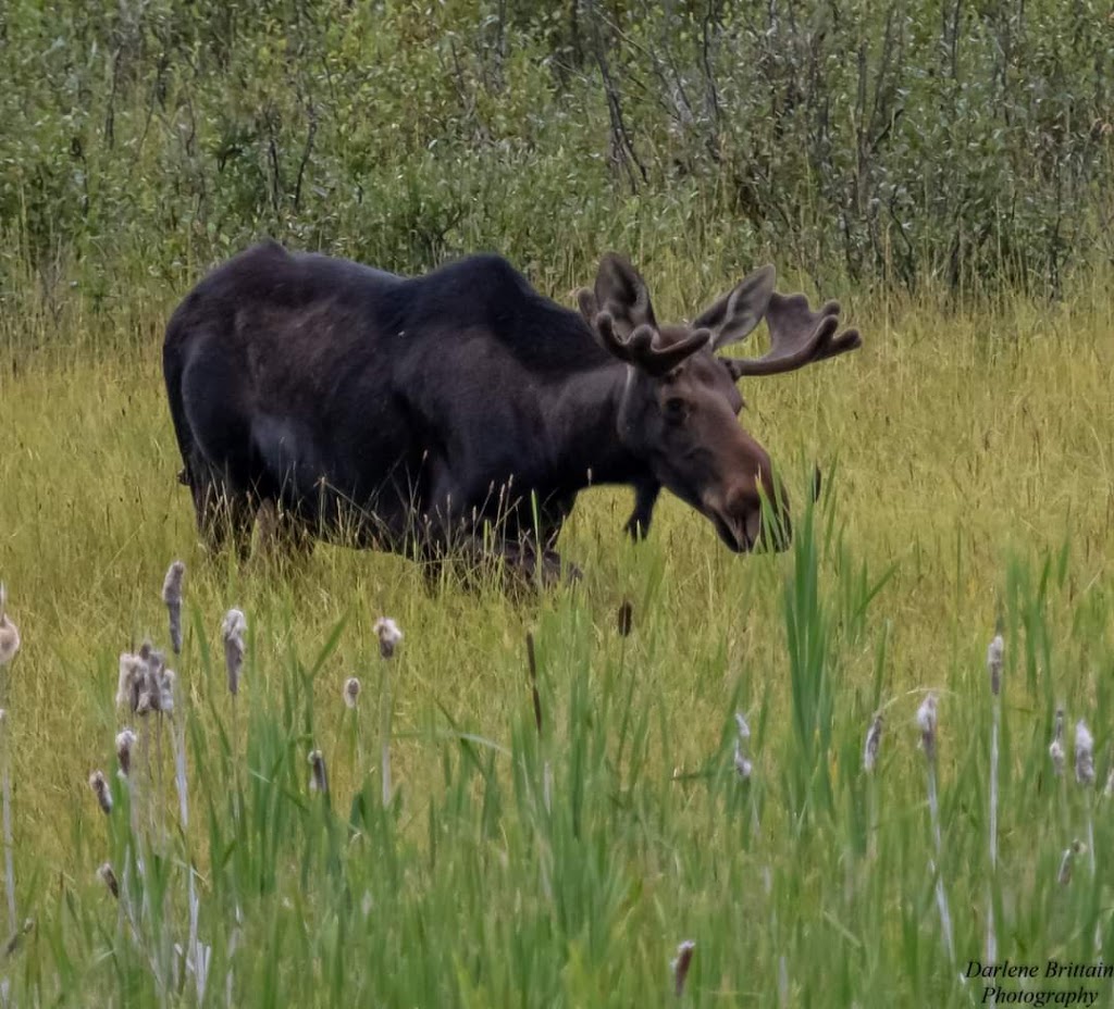Medicine River Wildlife Centre | Box 115, Spruce View, AB T0M 1V0, Canada | Phone: (403) 728-3467