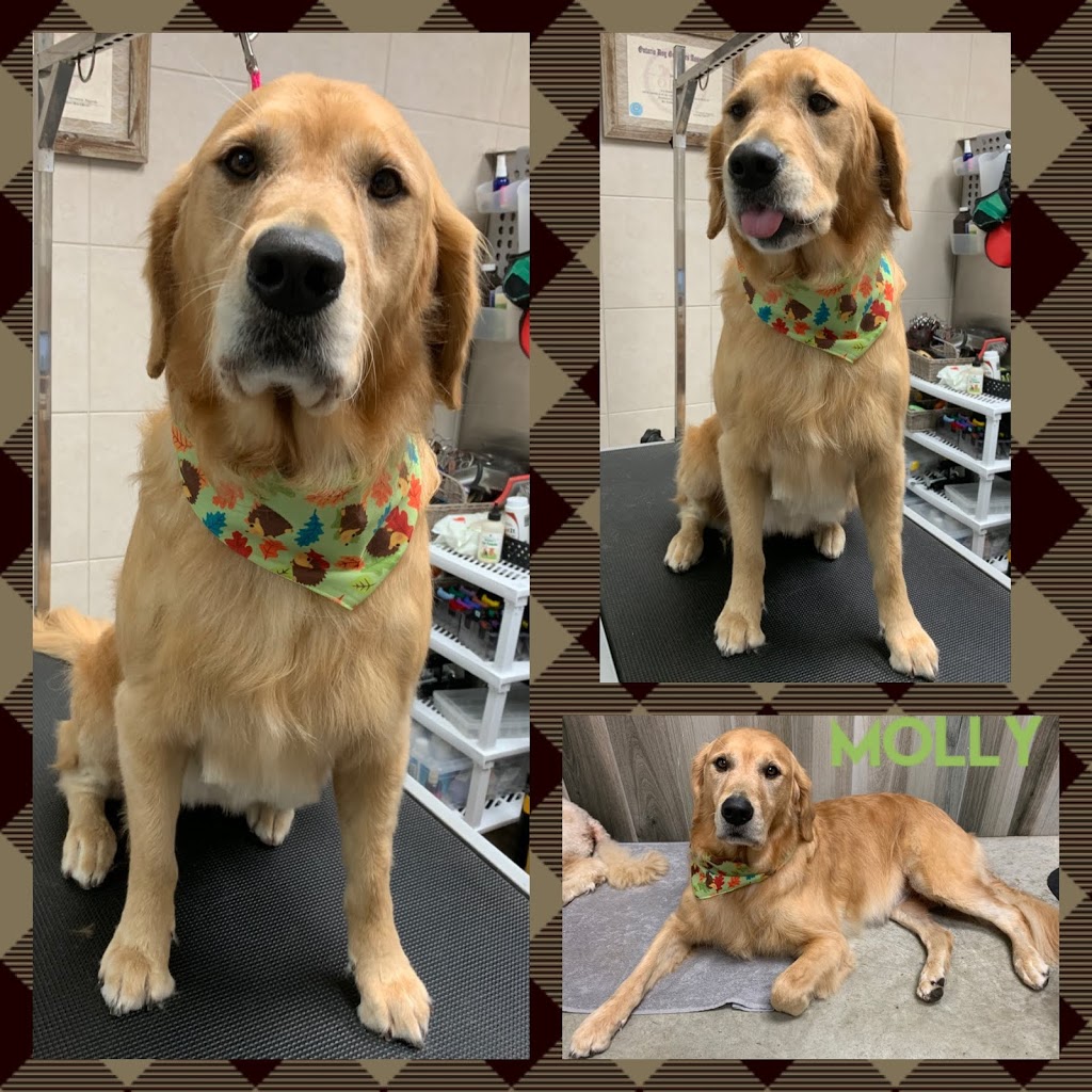 Jenni-furz Gentle Grooming | 1220 Queens Bush Rd, Wellesley, ON N0B 2T0, Canada | Phone: (519) 504-5648