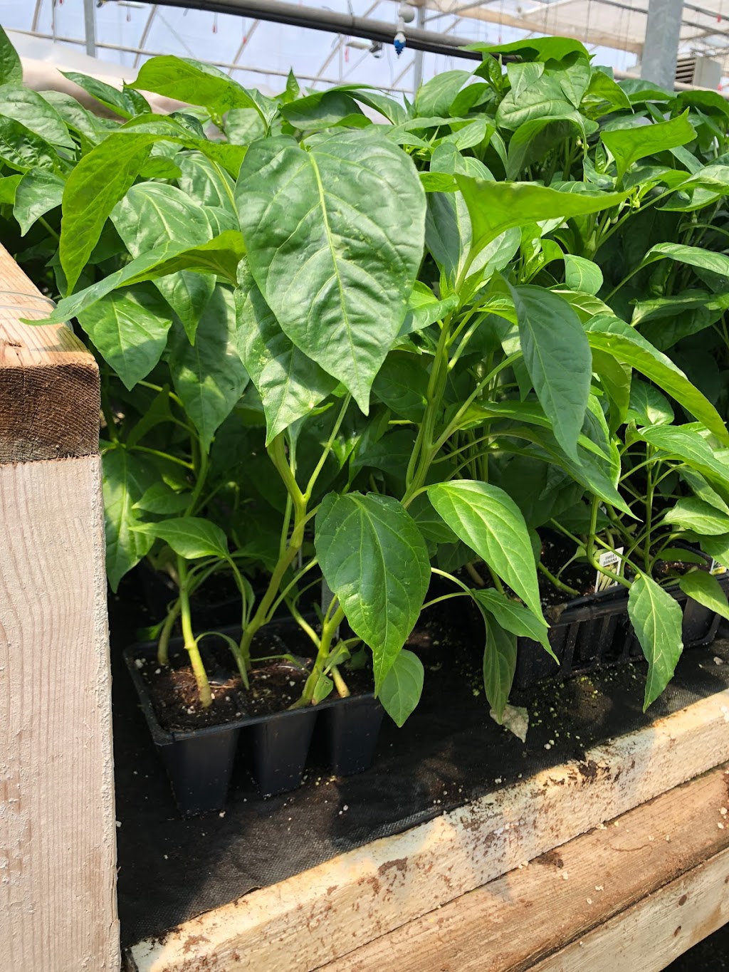 Masfrankc Garden Centre | 2188 West Corner Drive (Just North of Parkhill on Grand Bend Rd) Parkhill, ON, Canada, North Middlesex, ON N0M 2K0, Canada | Phone: (519) 294-0055