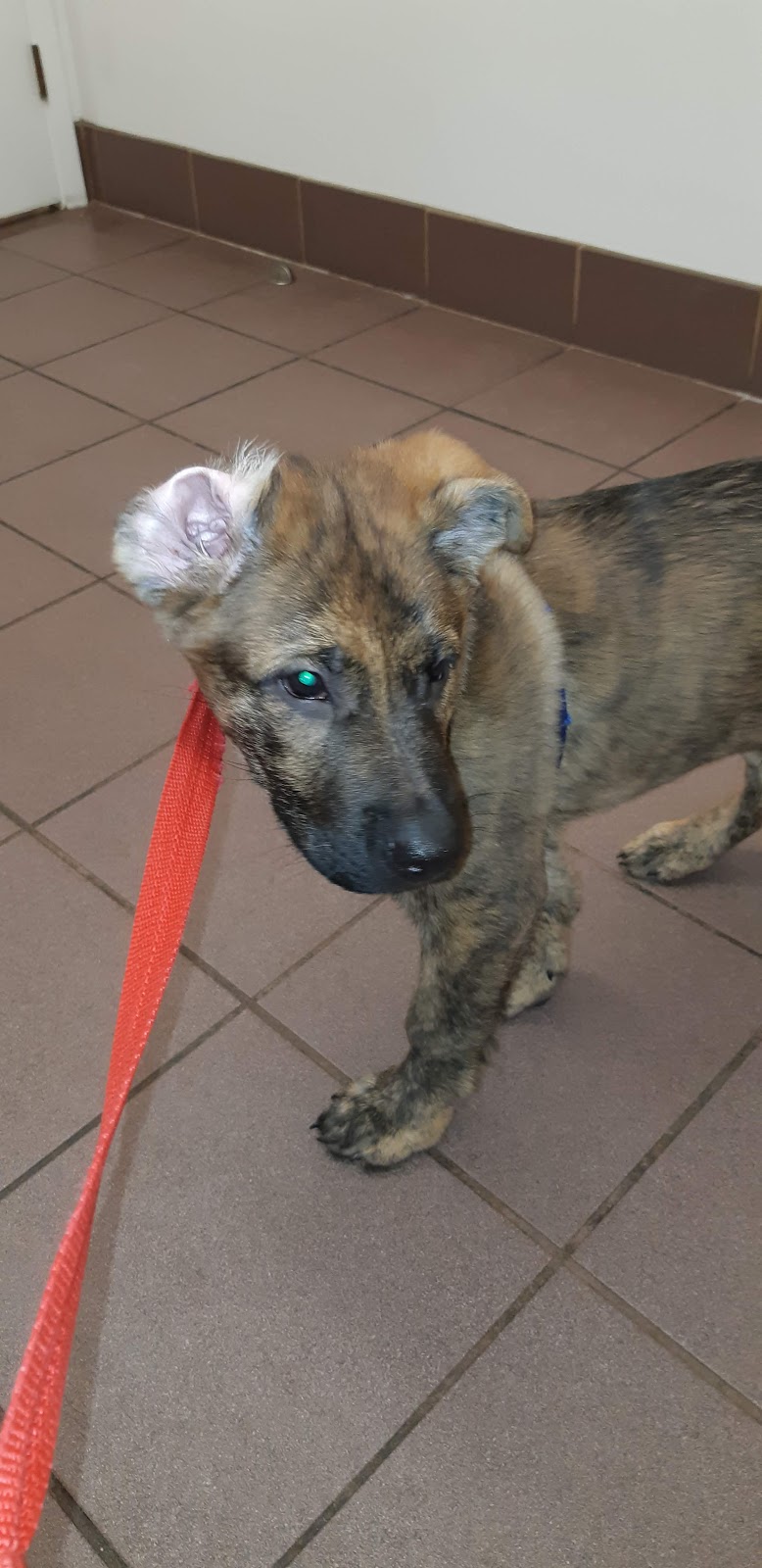 Yates Veterinary Hospital | 28 Bysham Park Dr, Woodstock, ON N4T 1R2, Canada | Phone: (519) 539-4771