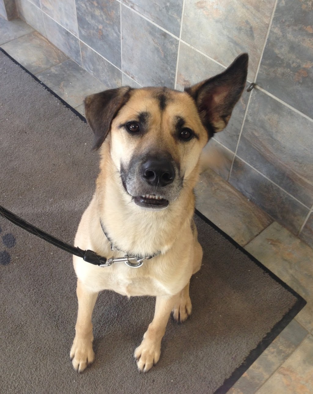 Barriefield Animal Hospital | 700 Innovation Dr, Kingston, ON K7K 7E7, Canada | Phone: (613) 544-7387