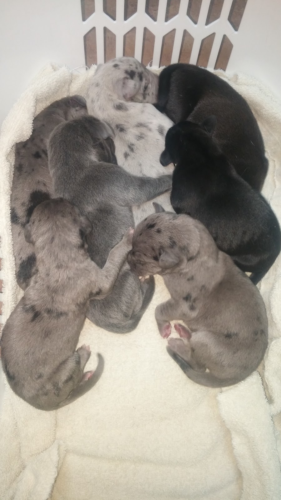 Carrefour Santé Animale | 4600 Boulevard Industriel, Sherbrooke, QC J1L 2S8, Canada | Phone: (819) 562-4448